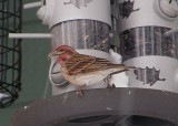 Cassins Finch