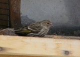Pine Siskin