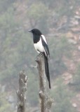 Black-billed Magpie