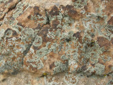 Lichens