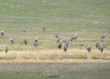 Sandhill Cranes