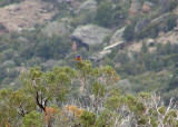 Western Bluebird