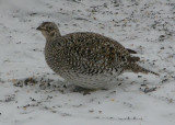 Sharp-tailed Grouse at Rons