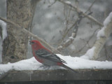 Pine Grosbeak in Snow