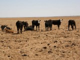 Cattle