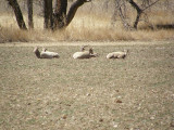 Dall Sheep