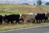 Its a genuine cattle drive!