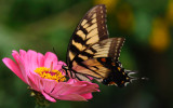 Butterfly at the Arboretum