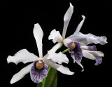 Laelia purpurata var ceorulea