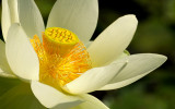 Lotus in the Early Morning Sun