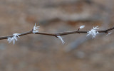 Unique Hoar Frost