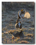 Lesser Prairie Chickens