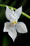 Oncicidium spilopterum