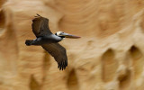 Pelican @ Torrey Pines