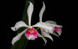 Laelia purpurata