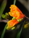Dendrobium subclausum
