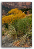 Cactus and Cottonwoods