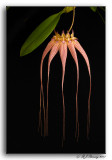 Bulbophyllum Louise Sanders