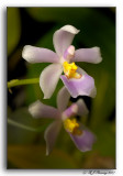 Ticoglossum krameri