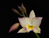 Iwanagaara Appleblossom