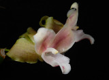 Lycaste brevispatha