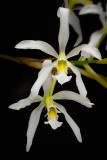 Laelia (Schomburgkia) superbiens var alba