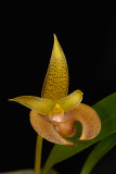 Bulbophyllum lobii