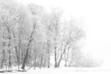white trees