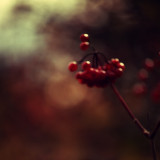 red berries