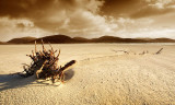 lowtide desert