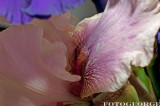 BeardedIris_DSC2384.jpg