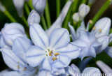 PeterPanLily_DSC3420.jpg