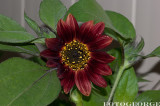 Sunflower_DSC3402.jpg