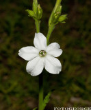 Nicotiana_DSC3423.jpg