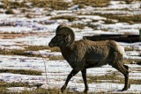 Big Horn Sheep