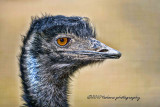 Emu close-up