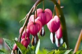 Bleeding Heart