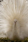 White Peacock