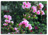 Azalea in my front yard