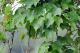 leaves of green