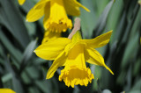 daffodils