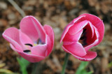 2 tulips