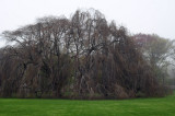 Weeping beeches, the Elms
