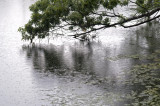 summer shower