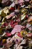 Potpourri