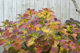 Hydrangea by the fence