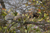 Gray squirrel