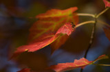 Red maple