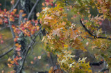 Wind in the oaks