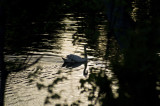 Mute swan at dusk